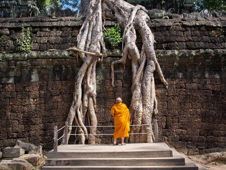 Buddhist Monk Examining Giant Tree Roots at Angkor Temple, Cambodiaの写真素材