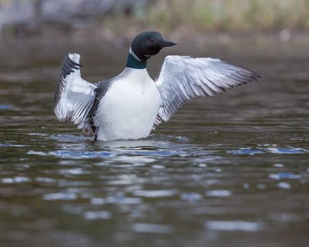 Common Loon in mid wing flapの写真素材