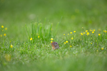 Richardsons ground squirrel with yellow flowers on grass