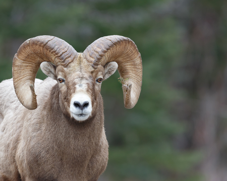 Mountain sheep with pine branch stuck in one horn and forrest backgroundの写真素材