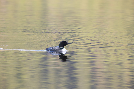 Common Loon with colourful water ripples at sunsetの写真素材