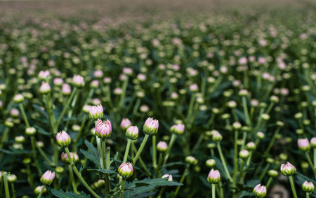 Close up of the pink buds of a great number of Chrysanthemum plants in the glasshouse of a specialized cut flower nursery in the Netherlands.の写真素材