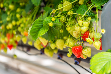 Many ripening strawberries grown without soil at an ergonomic picking height in a modern specialized Dutch greenhouse.の写真素材