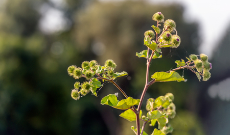 Closeup of the buds, flowers and seed heads of the Greater Burdock or Arctium Lappa plant against a blurred natural background in the summer season.の写真素材