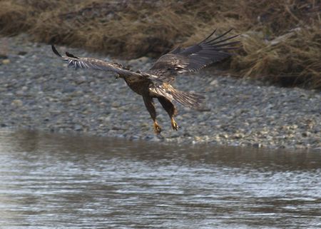 Bald Eagle Landing on River, Vancouver Island BC, Canada, by Skye Ryan-Evansの写真素材