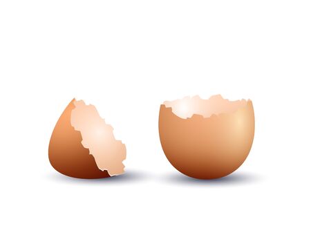 Realistic egg shell, isolated on white background. Vector illustrationのイラスト素材