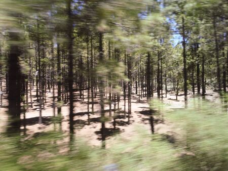 moving fast in a pine forestの写真素材