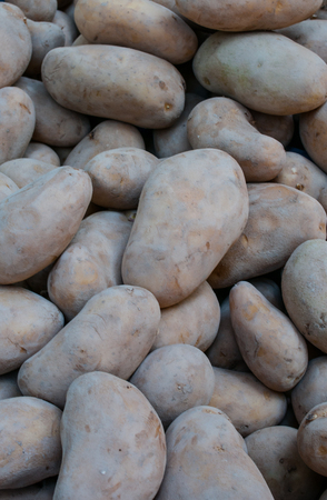 Fresh organic potato stand out among many large background potatoes in the market. Heap of potato root. Close-up potatoes texture.の写真素材