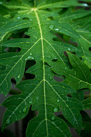 papaya leaf with dew on it