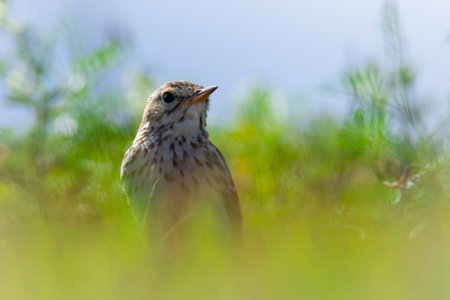 A bird among vegetation horizontallyの写真素材