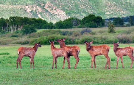 Five Colorado Elk Fawns in Meadowの写真素材