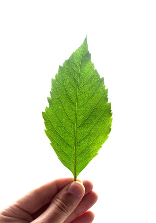 Green leaf in hand. Isolated on whiteの写真素材