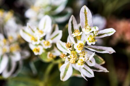 Wild flowersの写真素材