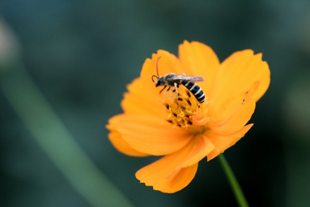 wasp on a flower macro photo