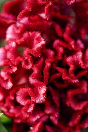 Red winding flower macro photoの写真素材