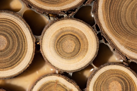 Core of juniper and sandalwood backgroundの写真素材