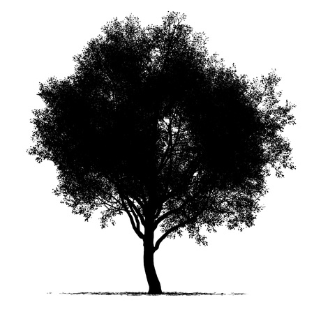 Tree silhouette black and white illustrationの写真素材