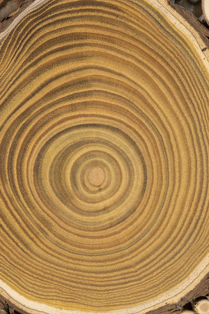 Board with sawed branches by juniper and acaciaの写真素材