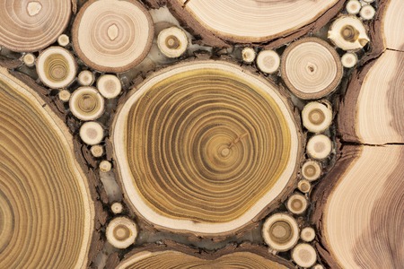 Board with sawed branches by juniper and acaciaの写真素材