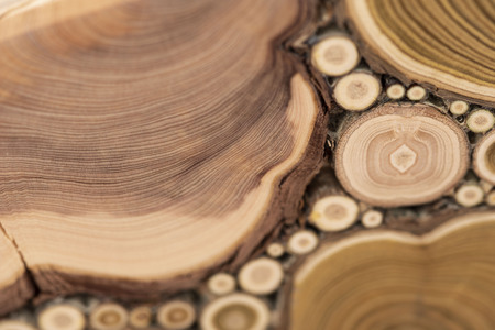 Board with sawed branches by juniper and acaciaの写真素材