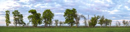 Panorama a row of oak in evening
