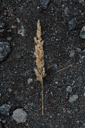 Photo of an ear on black earthの写真素材