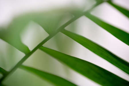Green background of a palm leaf with DOFの写真素材