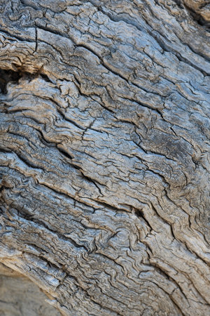 Old wood texture with cracksの写真素材
