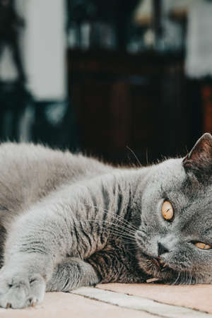 Beautiful British Cat Funny Pose Looking Upside Down Close Up