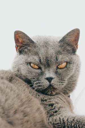 Beautiful Grey British Cat on White Color Background Close Upの写真素材