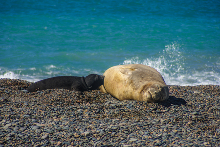 Mother and cub elephant seal on the beach of valdes peninsula national park, Patagonia, Argentinaの写真素材