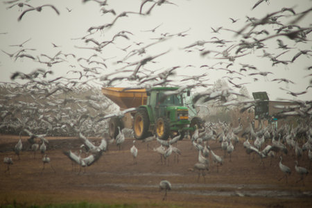 HULA, ISR - JAN 02, 2015: A tractor spreading corn for crane birds, and an observation wagon in Agamon Hula bird refuge, Israel. The feeding goal is to keep the cranes away from the agriculture areasのeditorial素材