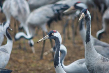 Common crane birds in Agamon Hula bird refuge, Hula Valley, Israelの写真素材