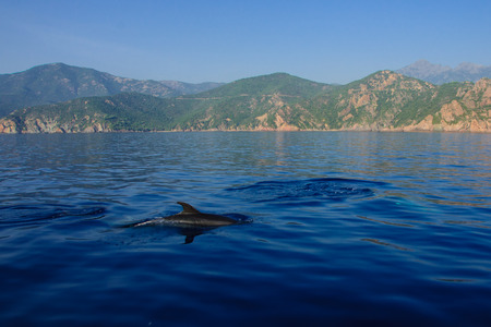 Dolphins in the gulf of Porto, in Corsica, Franceの写真素材