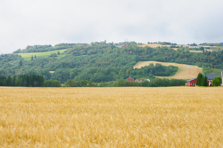 Norwegian countryside view near road E6 Norwayの写真素材
