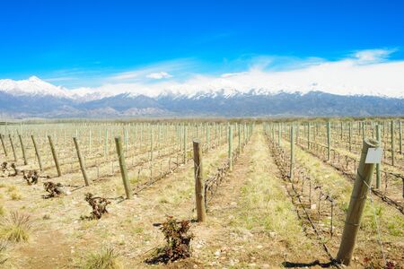 Vineyard and the Andes mountains in the Uco Valley Mendosa Region Argentinaの写真素材