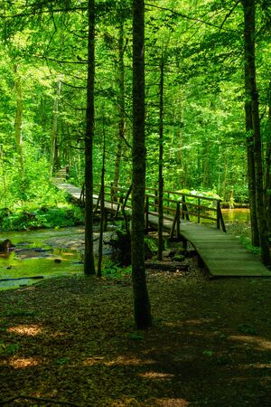 A wooden footpath in in Lake Biograd Biogradsko jezero, Biogradska Gora national park, Montenegro