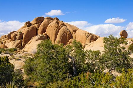 Desert landscape in Joshua Tree National Park, California, USAの写真素材