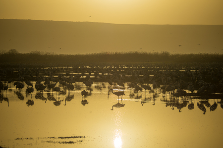 Common crane birds in Agamon Hula bird refuge, at sunrise, Hula Valley, Israelの写真素材