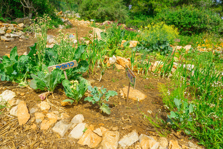 Gan Hashavsheven (Vane garden), a community garden, part of Horshat Hameyasdim (Founders Grove), a public garden in Haifa, Israel. The texts are: cauliflower, beet, fennelの写真素材