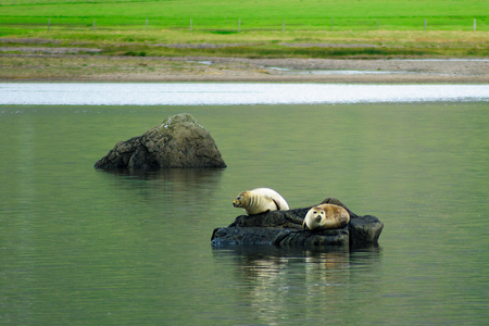 Seals resting on a rock, the east fjords region, Icelandの写真素材