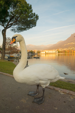 Swans on the lakeside promenade, at sunset, in Lugano, Ticino, Switzerlandの写真素材