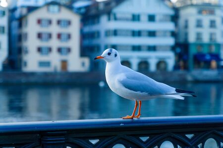 Seagull on the bank of the Limmat River, in Zurich, Switzerlandの写真素材