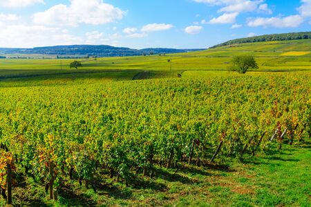 Countryside with fields and vineyards, in Cote dOr, Burgundy, Franceの写真素材