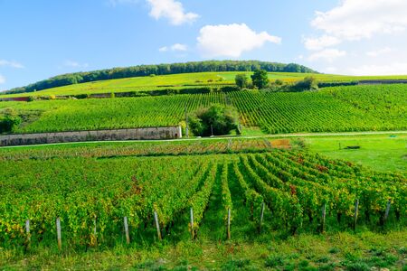 Countryside with fields and vineyards, in Cote dOr, Burgundy, Franceの写真素材