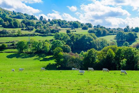 Countryside with fields and cows, in Cote dOr, Burgundy, Franceの写真素材