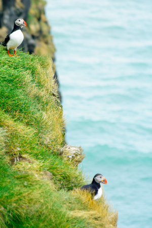 A puffin holding fish in his mouth, on a cliff, in southeastern Icelandの写真素材