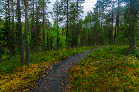 View of a footpath in the forest in Oulanka National Park, Finlandの写真素材