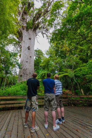 WEKAWEKA, NEW ZEALAND - MARCH 29, 2010: Tourist looking at a giant kauri (Agathis australis) coniferous tree in the Waipoua Forest of Northland Region, New Zealandのeditorial素材