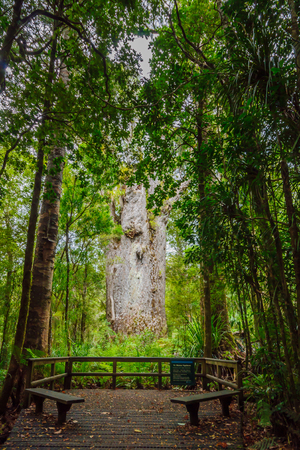 The Te Matua Ngahere (Father of the Forest), a giant kauri (Agathis australis) coniferous tree in...